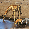 botswana100
